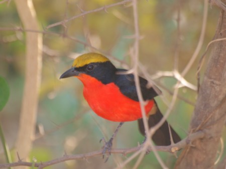 Yellow crowned Gonolek Kotu Gambia